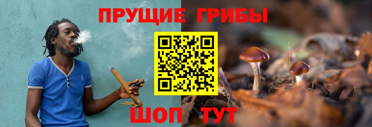 Галлюциногенные грибы Psilocybine cubensis  Вход с VPN  Бузулук 